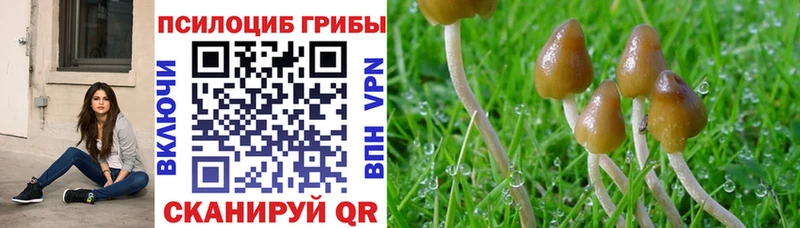 Галлюциногенные грибы Cubensis  ОМГ ОМГ зеркало  Махачкала 